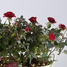 planted, mini rose, tub, gift,
